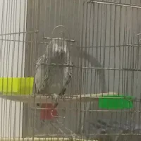 کاسکوسخنگو|پرنده|مشهد, هنرستان|دیوار