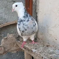 طوقی هفترنگ آس