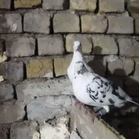 یک جفت مسافتی|حیوانات|مشهد, امیرآباد|دیوار