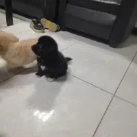 سگ پامر / شینزو|سگ|گلبهار, شهر جدید گلبهار|دیوار