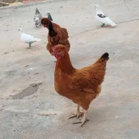 دوتا مرغ تخم کن خوش رنگ|حیوانات مزرعه|دشتابی, |دیوار