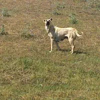 سگ ماده بومی