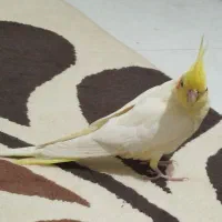 عروس هلندی نر و ماده جفت