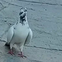 کبوتر|پرنده|نورآباد, |دیوار