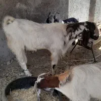 حیوان بز