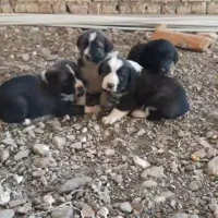 واگذاری ۴ توله نر