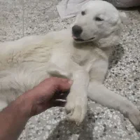 سگ سفید ماده