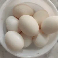 تخم نطفه دار گلین لری فول کیفیت ضمانت ۹۰ درصد