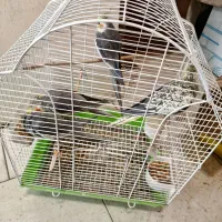 مرغ عشق عروس هلندی طوطی برزیلی|پرنده|کرج, برغان|دیوار