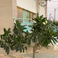 مغازه-طلاییه