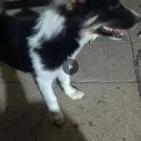 سگ پامر