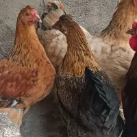 مرغ|حیوانات مزرعه|دلند, |دیوار