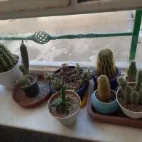 کاکتوس و گل|گل و گیاه طبیعی|شاهین دژ, |دیوار