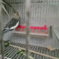 نر وماده زیبا|پرنده|رشت, جانبازان|دیوار