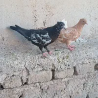 کفتر