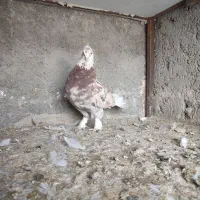 نر شازده سرور هما کفتر کبوتر کاکل