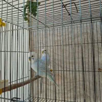 مرغ عشق|پرنده|مرودشت, رامجرد یک|دیوار