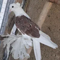 کبوتر پاپر|پرنده|لالجین, |دیوار