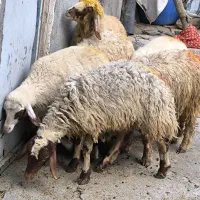 گوسفند ماده