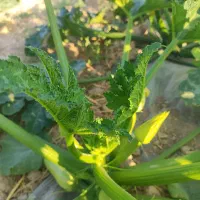 کدو کبابی بذر تلما|عمدهفروشی|فیروزآباد (فارس), |دیوار