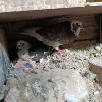 جفت کبوتر شازده سرخ و سیاه