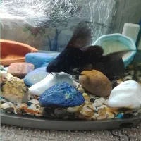 ماهی لجنخوار