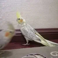 4 عدد جوجه عروس هلندی|پرنده|مشهد, کوشش|دیوار