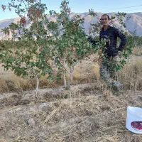 یک قطعه باغ پسته واقع دررونیزسفلی