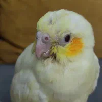 جوجه عروس هلندی سرلاکی|پرنده|محلات, |دیوار