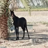 کره مادیان|اسب و تجهیزات اسب‌سواری|رامهرمز, |دیوار