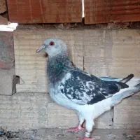 کفتر کبوتر