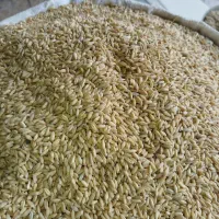 گندم دیم بوجاری شده