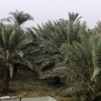 فروش باغ نخیلات و مرکبات در شهر جم|فروش زمین و ملک کلنگی|ریز, |دیوار