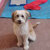 سگ ماده یک ساله  نژاد شیتزو کراس|سگ|اهواز, شریعتی جنوبی|دیوار