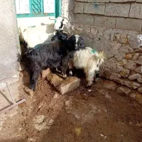 ۳عدد بز جوان بوغاز برایدنگه داشتن|حیوانات مزرعه|اردبیل, |دیوار