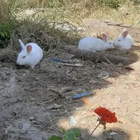 خرگوش سفید چشم قرمز|موش و خرگوش|بهشهر, |دیوار