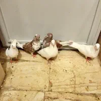 کفتر رباط کریم