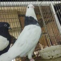 تعدادی کبوتر