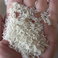 فروش ویژه برنج  از کارخونه