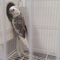 راهب دستی وعروس هلندی و....|پرنده|نیشابور, گنبد سبز|دیوار