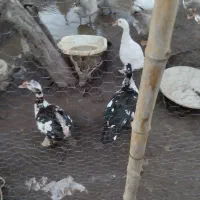 فروش غازواردک اسراییلی ومرغ وخروس