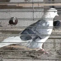 پرنده همه جوره|پرنده|آران و بیدگل, |دیوار