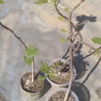 نهال انجیر سیاه