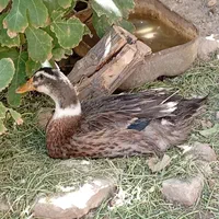 یک جفت اردک نر ماده|حیوانات مزرعه|قم, جوی شور|دیوار
