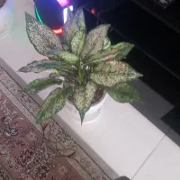 گل اپارتمانی|گل و گیاه طبیعی|پاکدشت, پاکدشت (مامازند)|دیوار