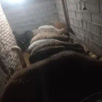 گوسفند داشتی