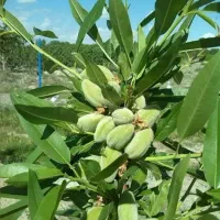 سم پاشی درخت، هریس درخت، فروش درختان و پیوند زنی