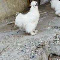 مرغ ترئیناتی|پرنده|تهران, ایرانشهر|دیوار