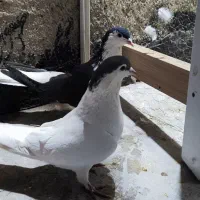 یجفت کفتر افغانی|پرنده|پاکدشت, پاکدشت (مامازند)|دیوار