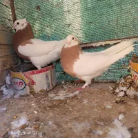 جفت طوق زرد